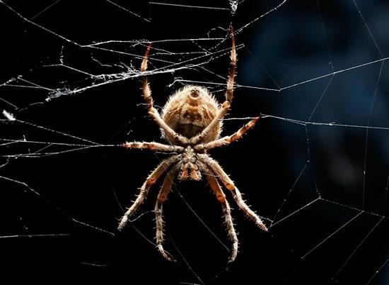 [科普贴]英国牛津大学一座实验室里,生活着数以万计各类蜘蛛