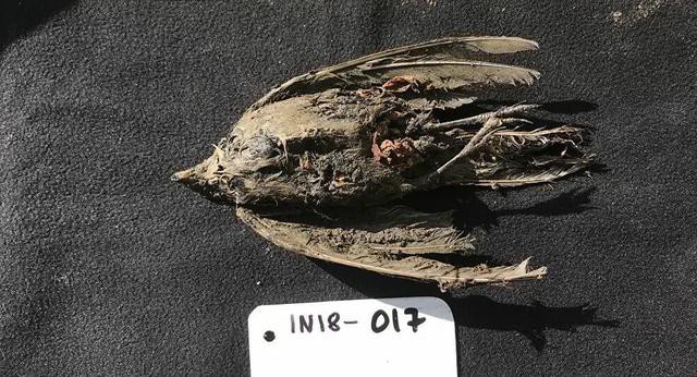《传播生物学》史前鸟类新发现，研究人员在研究46000年前鸟类完整遗骸